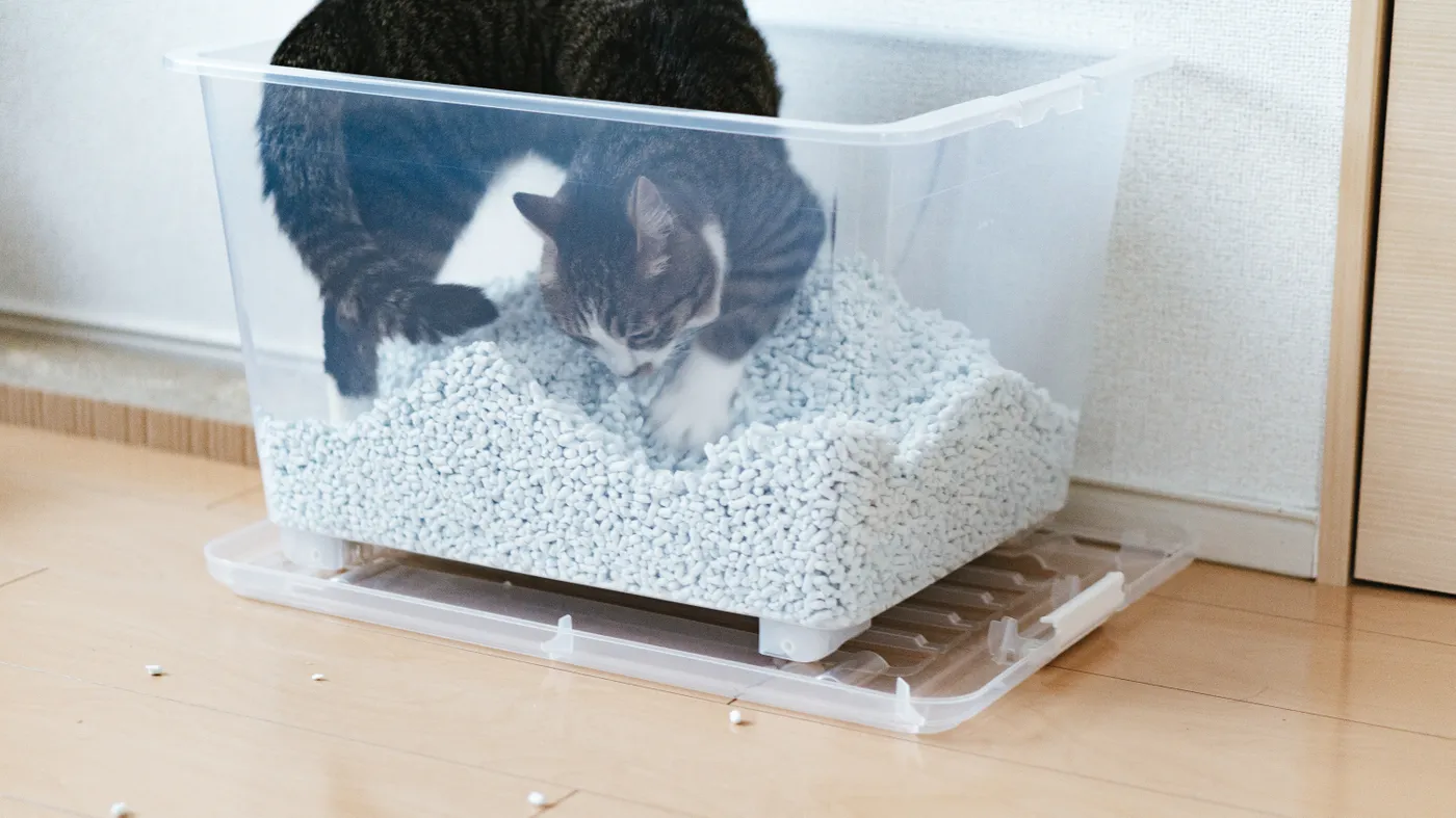 トイレにおしっこに何度も行く猫ちゃん...その原因は？
