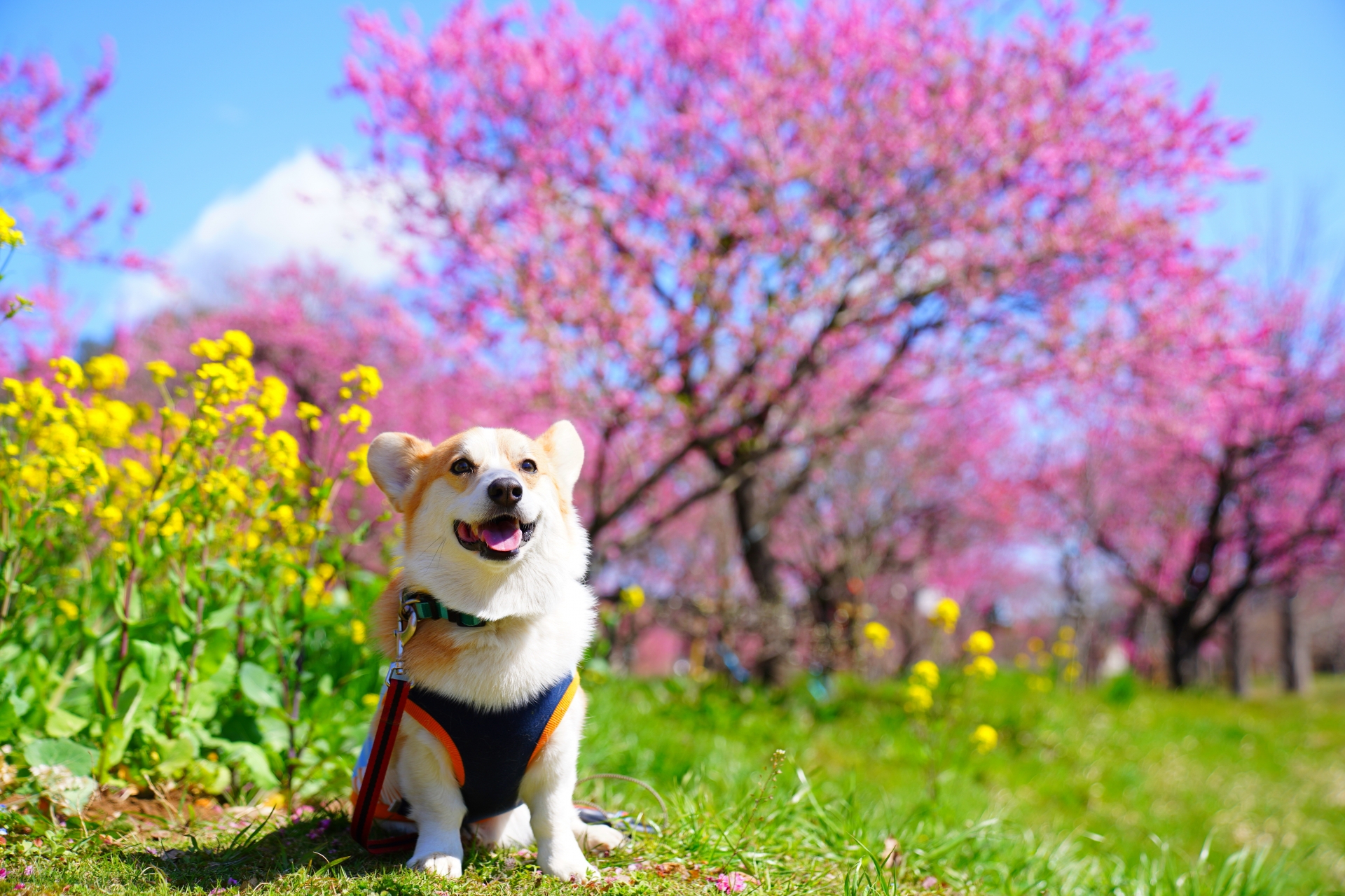 dogofspring2