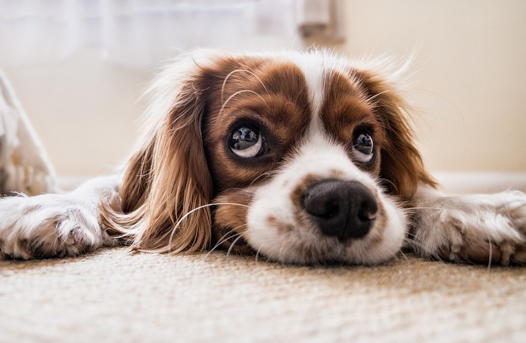 足の痒みを何とかしたい、そんな時は｜京田辺で犬猫の皮膚にお悩みなら大住ケ丘アニマルクリニック