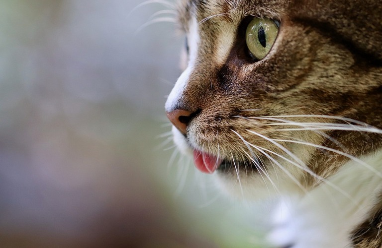 猫の伝染性腹膜炎（FIP）について｜京田辺市の動物病院なら丁寧な診察の大住ケ丘アニマルクリニック