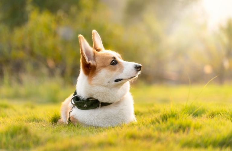犬猫の歯みがきができない...そんな時は｜京都で犬猫の歯科にお悩みなら大住ケ丘アニマルクリニック