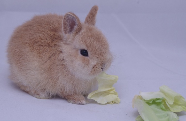 ウサギの歯が長すぎる？不正咬合について｜京田辺市の動物病院なら丁寧な診察の大住ケ丘アニマルクリニック