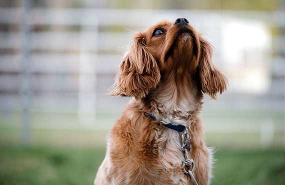 犬の咳の原因と対策｜京田辺市の動物病院なら丁寧な診察の大住ケ丘アニマルクリニック