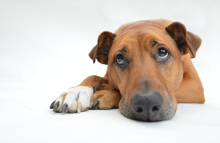 犬がキシリトールガムを食べてしまった時の対応｜京田辺市の動物病院なら丁寧な診察の大住ケ丘アニマルクリニック