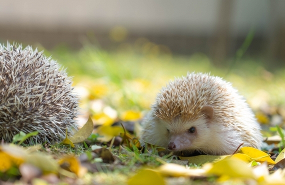 ハリネズミの食欲低下が気になる飼い主様へ｜大住ケ丘アニマルクリニック