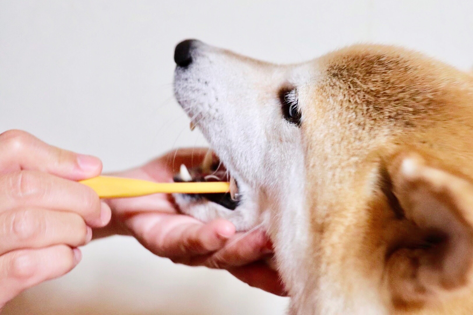 dog_dental
