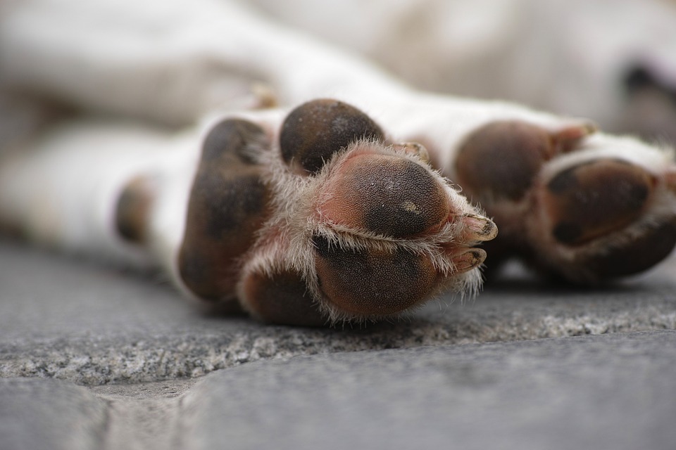 dog-1824210_960_720